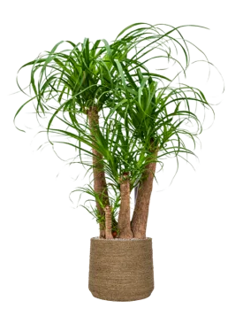 Beaucarnea recurvata in Bohemian Office Plant With Pot 128cm Height 32cm Dia