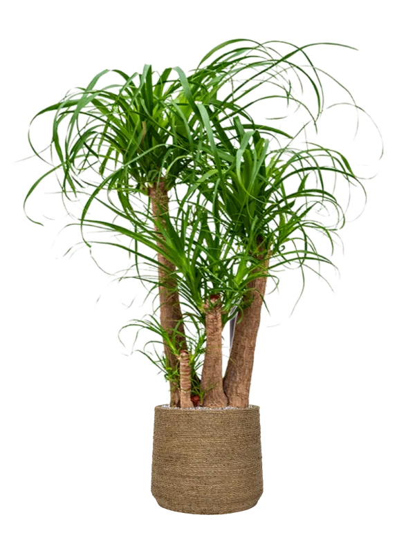 Beaucarnea recurvata in Bohemian Office Plant With Pot 128cm Height 32cm Dia